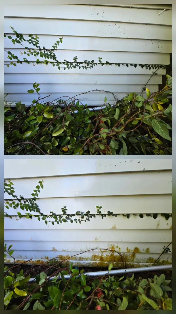 Weatherboard behind planting
