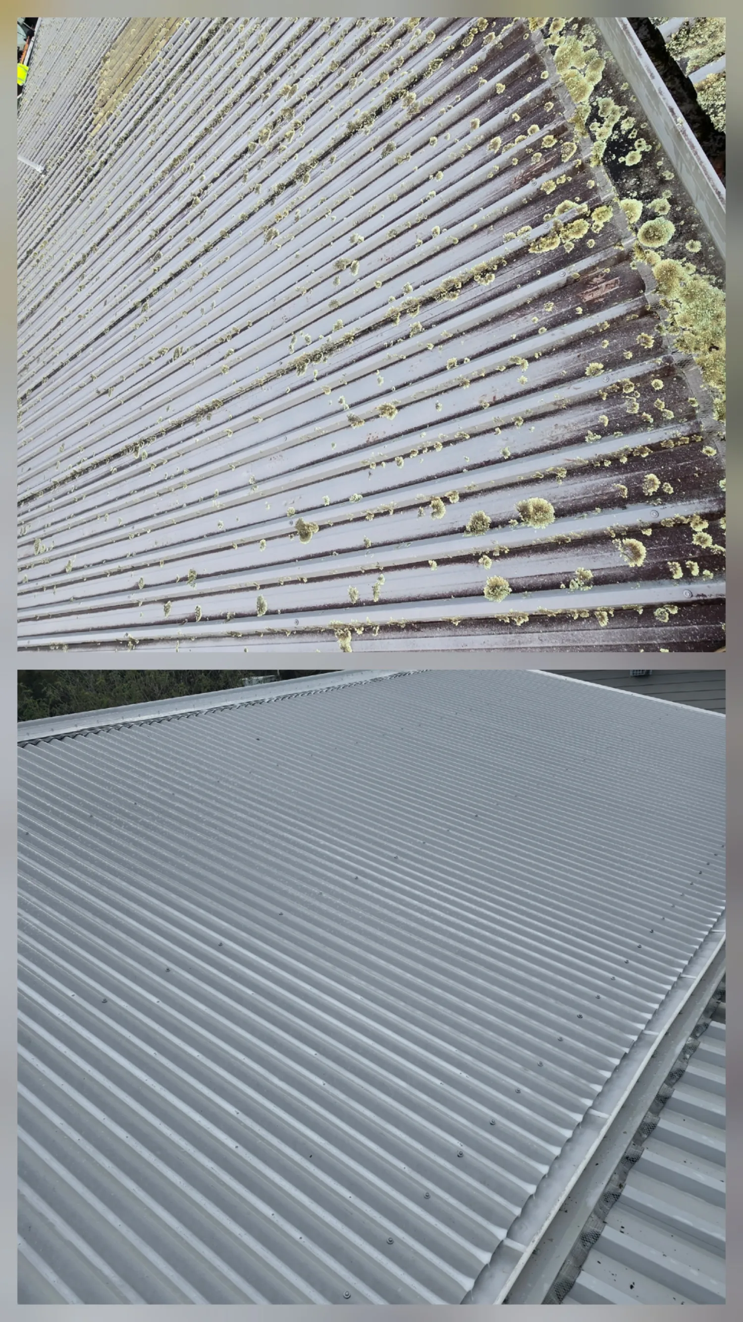 Longrun roof, moss cleared