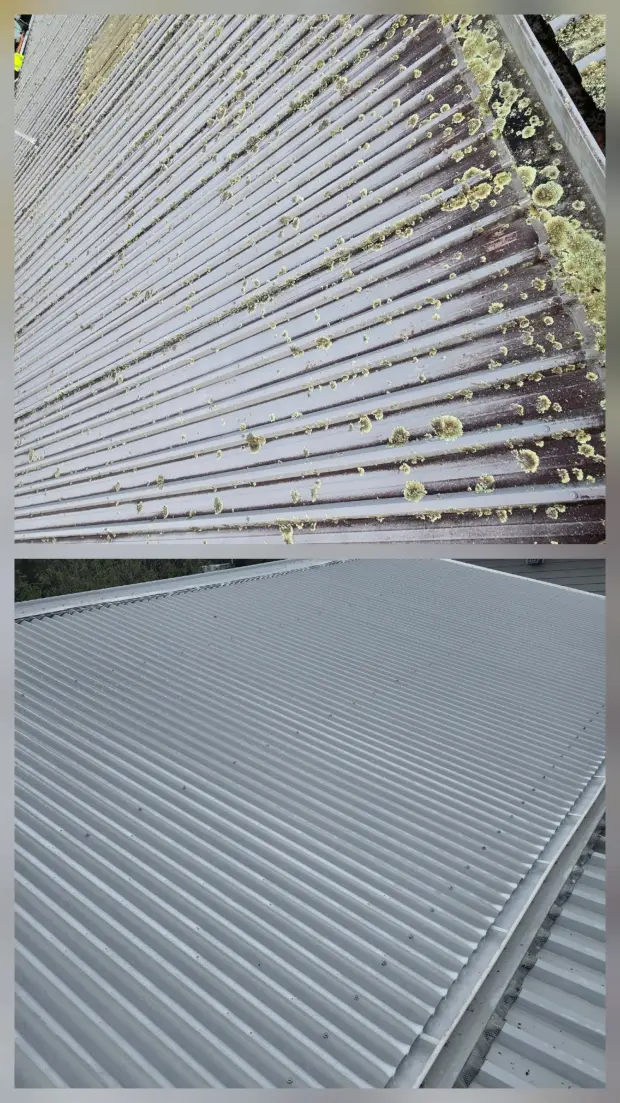 Longrun roof, moss cleared