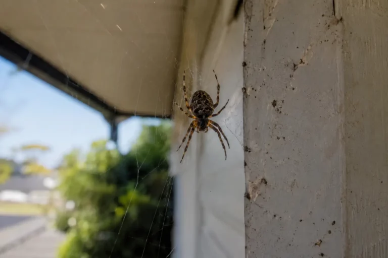 Spider treatment